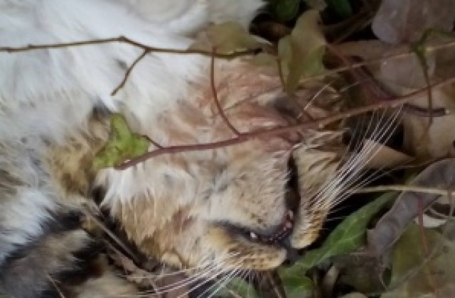 Мъж с пушка избива котки и кучета