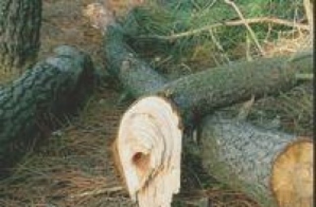 Хванаха двама бракониери секли дърва край Бинека