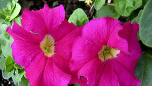 ГМО петунии сменят цвета си според часовете на деня