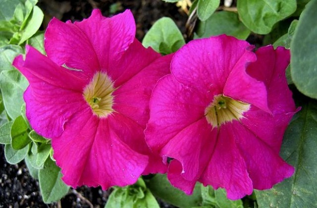 ГМО петунии сменят цвета си според часовете на деня