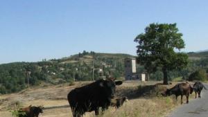 Животновъдите искат земята за пасища да се ползва само от