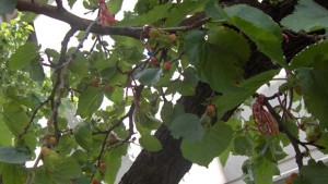 Рядката и лековита черница Шандудия в Кюстендил