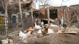 Мерки срещу птичи грип в Благоевградско