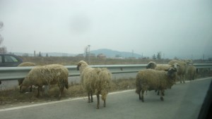 Кон смачка Ауди на пътя Кюстендил София предлагат ограда да