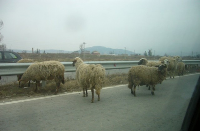 Кон смачка Ауди на пътя Кюстендил- София, предлагат ограда да спира животните