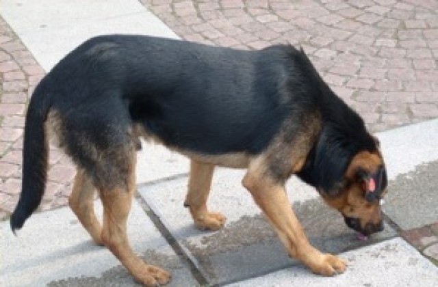 Все още изясняват инцидент с нахапан от кучета в кв. Бузлуджа