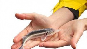 WWF подготвя ново разселване на есетри в Дунав