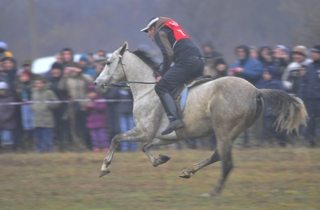 Избират с конкурс най-грозния кон в Пловдивско
