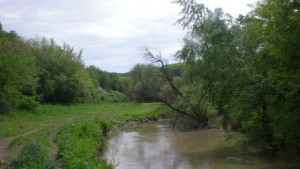 Конкурс на тема Гората на Природен парк Русенски Лом