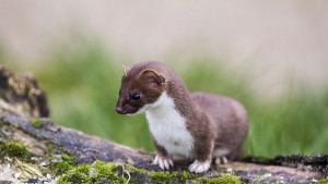 Една на милион снимки невестулка лети на гърба на кълвач