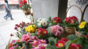 НАП се заема с търговците на едро с цветя