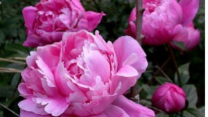 НАП проверява търговците на едро на цветя