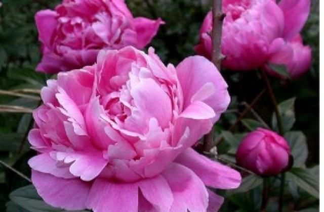 НАП проверява търговците на едро на цветя