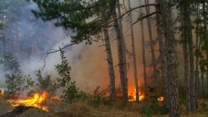 Повече от 30 декара овощни градини изгоряха при пожари