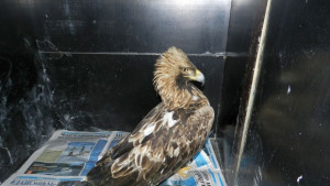 Искат отнемане на оръжия заради убит орел