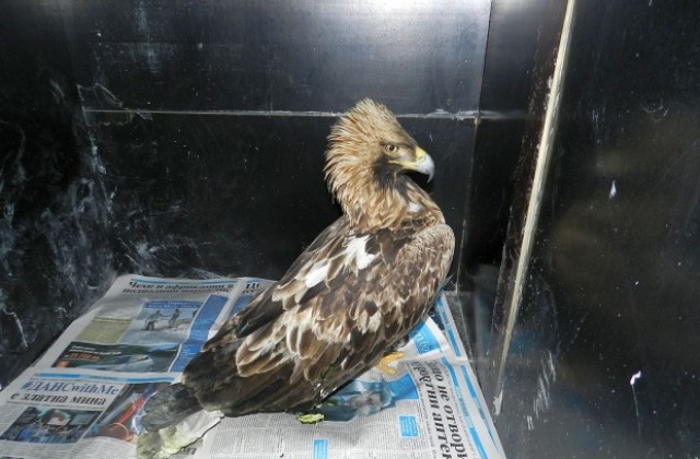 Искат отнемане на оръжия заради убит орел