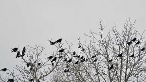 Отмениха извънредните мерки за птичи грип в Бургаско