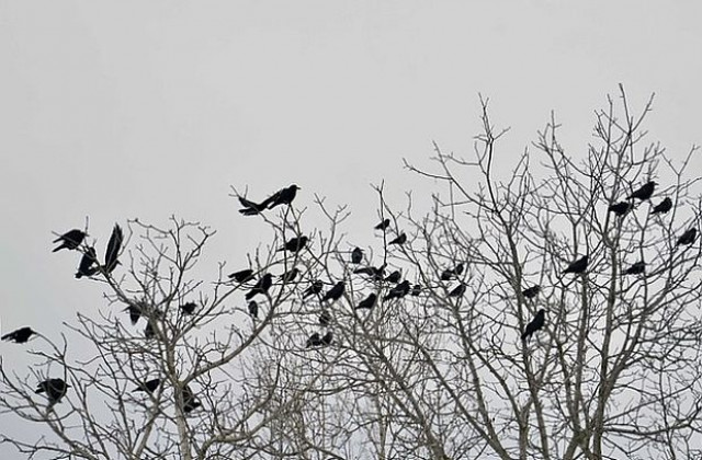 Отмениха извънредните мерки за птичи грип в Бургаско