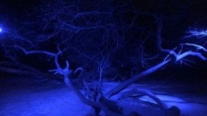 Кривото дърво в Морската градина грейва нощем