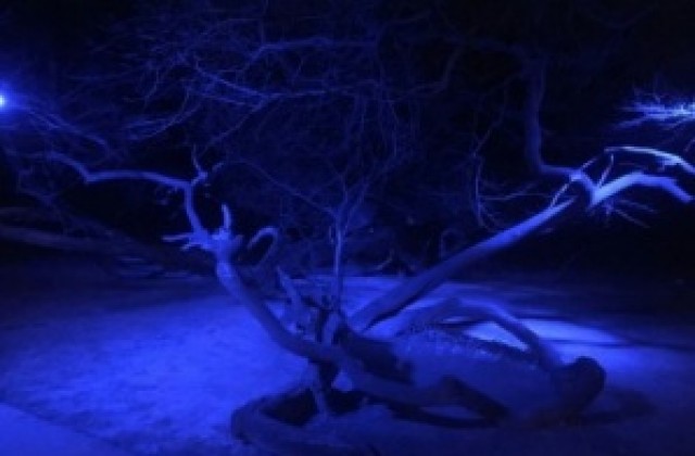 Кривото дърво в Морската градина грейва нощем