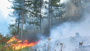 Българската гора изсичана и горена но все пак жива