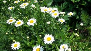 Поздрав от Земеделски народен съюз