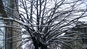 Отново предупреждават за интензивен снеговалеж