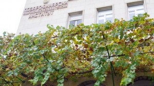 Кайлъшки рубин на ИЛВПлевен получи награда от Агра 2015