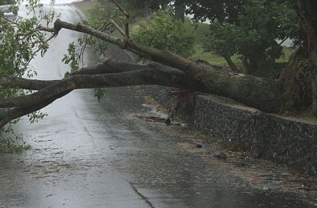 Десетки паднали дървета по пътищата в Добринище
