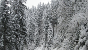 Отменени са ограниченията по пътя за Узана 29 машини чистят