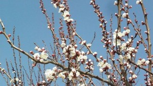 Бадеми и ранни кайсии измръзнаха