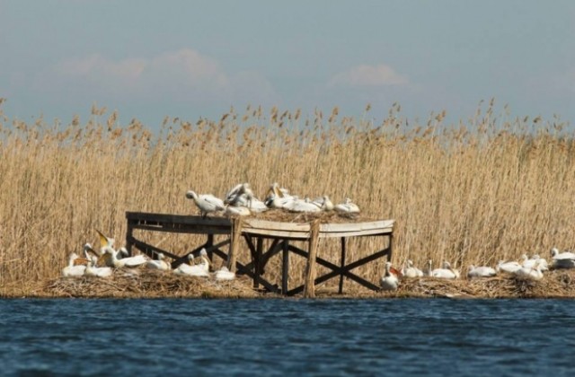 Къдроглавите пеликани в „Сребърна” се подготвят за гнездене