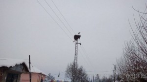 Долетя първият щъркел