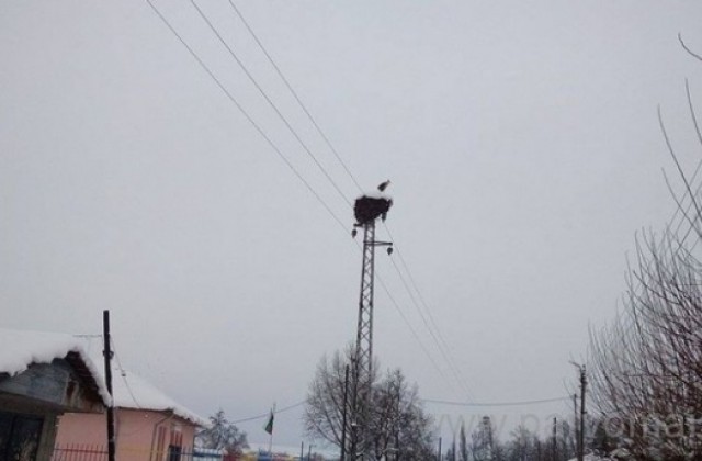Долетя първият щъркел