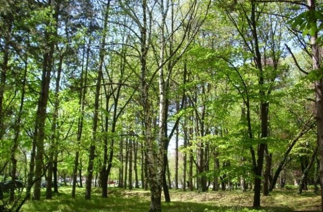 В Добрич ще има 600 нови дървета