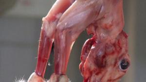 Непозната болест дебне убийците на животни