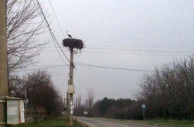 Щъркелите дойдоха и във врачанско