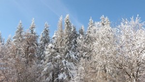 Условията на Узана са отлични за провеждане на кръг от