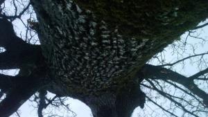 Остава облачно със слаби превалявания