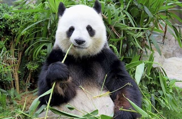 80 000 евро обезщетение за китаец, нападнат от панда