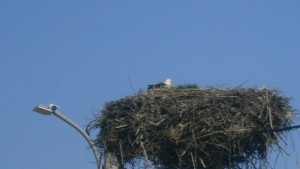 Първият щъркел дойде в Севлиево