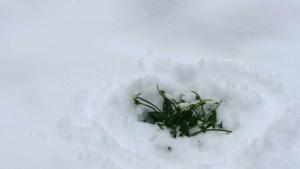 Облачно с превалявания от дъжд и сняг