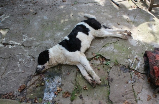 Бруцелоза плъзна из Старозагорско, евтаназират 7 кучета