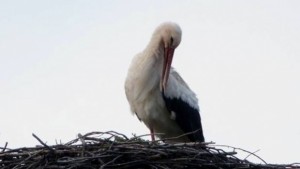 Тревненци свалят мартениците първият щъркел долетя