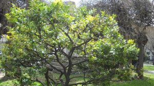 И в Стара Загора ще има шествие в защита на