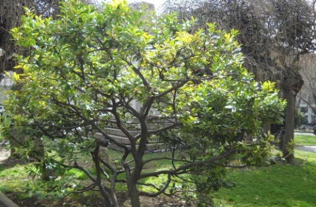 И в Стара Загора ще има шествие в защита на природата