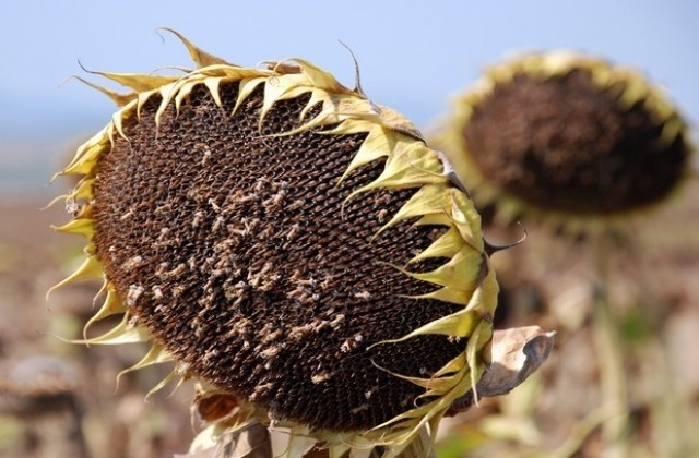 Специализиран семинар по торене