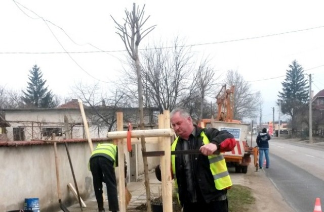 Община Севлиево засажда нови 200 дръвчета в града
