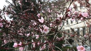 Настъпва астрономическата пролет