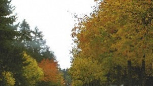 Обраха 71годишна жена в местността Дъбрава